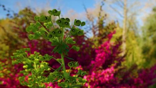 Italie : le jardin de Ninfa, un trésor de biodiversité aux 1 500 espèces végétales