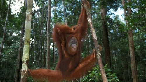 La Malaisie veut offrir des orangs-outans aux pays qui lui achètent de l'huile de palme