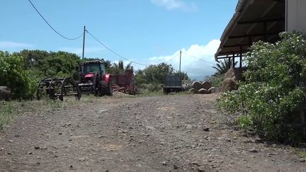 Une exploitation agricole de la&nbsp;ravine&nbsp;des Cafres, à La Réunion, le 25 novembre 2018. (ARTHUR GERBAULT / RADIO FRANCE)