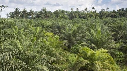 Plantation pour la production d'huile de palme à Sao Tomé-et-Principe en 2017. (Antoine Boureau / Biosphoto)