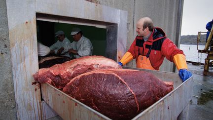 De la viande de baleines de Minke sur un bateau au large de la Norv&egrave;ge, le 21 ao&ucirc;t 2014. (FLIP NICKLIN / MINDEN PICTURES / AFP)