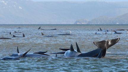 Des dauphins échoués en Tasmanie en septembre 2020. (BRODIE WEEDING / POOL / AAP / THE ADVOCATE POOL)