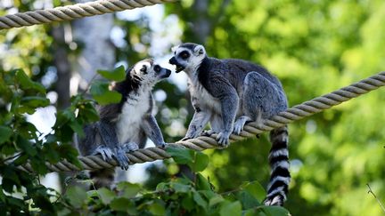 Deux lémuriens dans le parc des oiseaux de&nbsp;Villars-les-Dombes (Ain), le 7 juillet 2021. Photo d'illustration. (CATHERINE AULAZ / MAXPPP)