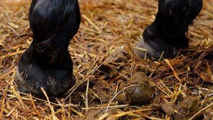 Du crottin de cheval (illustration). (FRANK MAY / PICTURE ALLIANCE)