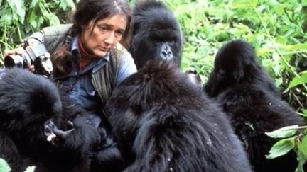 Il y'a 30 ans, Diane Fossey était assassinée