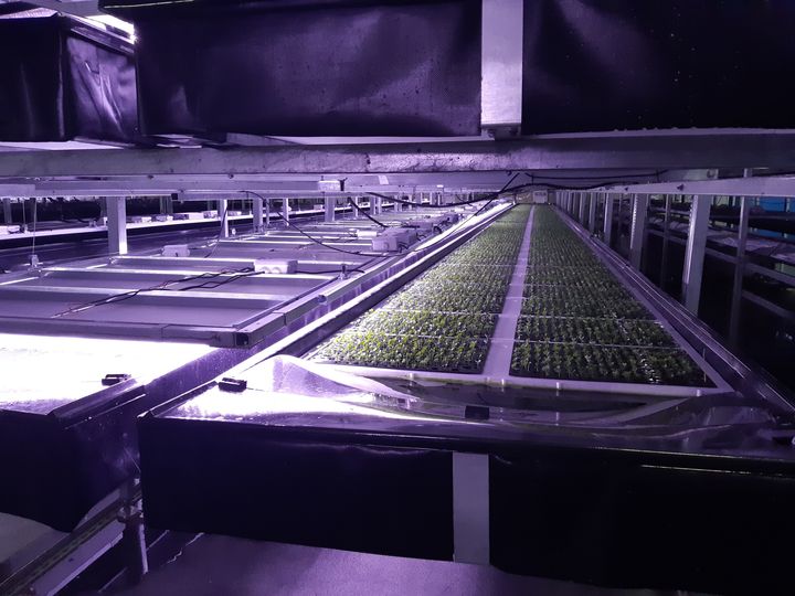 Les étagères, installées sur 10 mètres de haut, où poussent les salades sous la lumière violacée des LED, dans la ferme verticale de Nordic Harvest (Danemark), le 24 mai 2021. (JEROME JADOT / RADIO FRANCE)