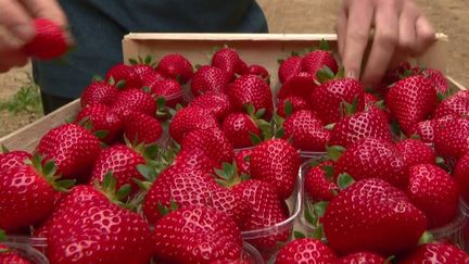 Agriculture : l'abondance de fraises fait baisser les prix et inquiète les producteurs