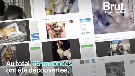 Des renards, des singes et des loups mis en vente sur Internet. C'est ce qu'a découvert Four Paws International en Albanie, où le trafic illégal d'animaux est "hors de contrôle" selon l'ONG.