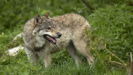 Un loup européen dans un parc naturel à Vaud en Suisse le 10 juin 2021 (Photo d'illustration). (OLIVIER BORN / BIOSPHOTO)