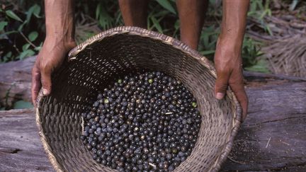 Des baies d'a&ccedil;ai cultiv&eacute;es en Amazonie, au Br&eacute;sil. (MICHAEL ENDE / BILDERBERG / AFP)