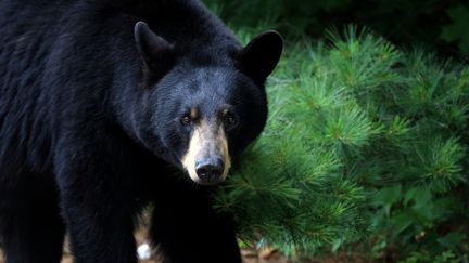 Un ours noir du Canada doit être la star du spectacle du marché du Noël, le 24 décembre 2016, à Hazebrouck (Nord).&nbsp; (MEGAN LORENZ / GETTY IMAGES)