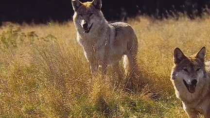 Plan loup : quels sont les chiffres, et que prévoit le gouvernement ? (France 2)