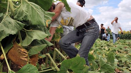 Des faucheurs volontaires détruisent des pieds de tournesol transgénique le 24 Juillet 2010. (Photo d'illustration) (ALAIN JOCARD / AFP)