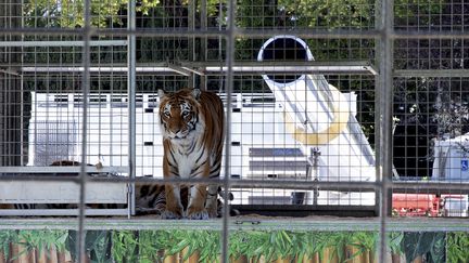 Un tigre qui fait partie du cirque Arlette Gruss, le 28 septembre 2018. (GR?GORY YETCHMENIZA / MAXPPP)