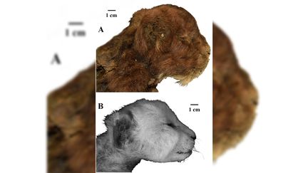 Sibérie : des scientifiques découvrent les restes d'un chat à dents de sabre momifié dans le pergélisol sibérien depuis 35 000 ans