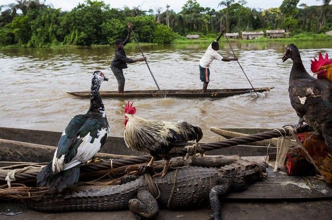 La vie à bord du bateau JCM-Services (Jésus-Christ Merveilleux Services) et sur la rive du fleuve après Mbandaka, 100 km avant Lisala. Les gens du village viennent vendre crocodiles (25 dollars), poulets, canards, et acheter des marchandises.
 (Pascal Maitre / Cosmos / National Geographic Magazine)