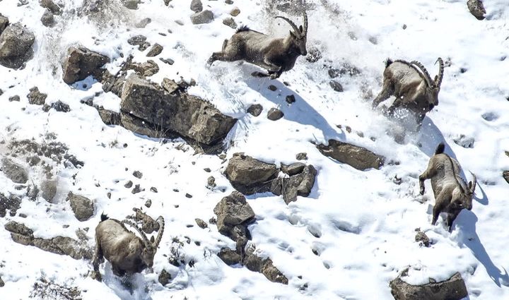 Des bouquetins dans la neige.&nbsp; (Wildlife photographer of the year)