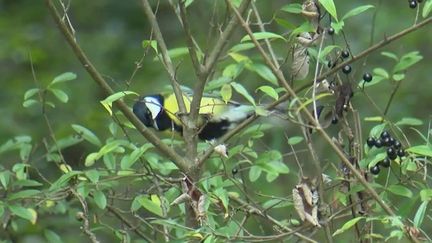 Biodiversité : En Haute-Savoie, un village entier devenu un refuge pour les oiseaux