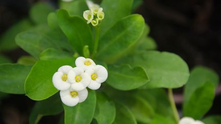 La Diamond Frost est une variété d'Euphorbe aux fleurettes d'un blanc pur. (Getty Images)