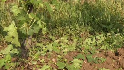 Jeudi 2 juin, à l’aube, de violents orages ont frappé la Dordogne.&nbsp;De nombreux dégâts ont été constatés. (FRANCE 3)