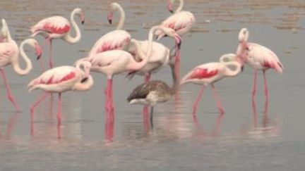 Camargue : véritable baby boom durant le confinement chez les flamants roses