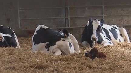 Incendie d'une usine à Rouen : le désarroi d'un agriculteur du Nord