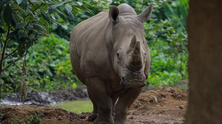 Un rhinocéros blanc au zoo Safari Park à Bogor (Indonésie), le 29 août 2021. (ADRIANA ADIE / NURPHOTO / AFP)