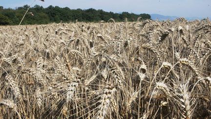 &nbsp; (Le blé est l'une des matières premières agricoles sur lesquelles peuvent spéculer les banques © Maxppp)