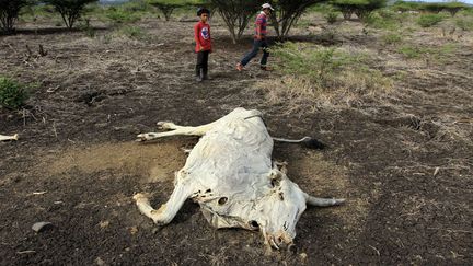 Des enfants jouent pr&egrave;s d'une carcasse de vache, victime de la s&eacute;cheresse dans une ferme de San Francisco Libre (Nicaragua), le 19 ao&ucirc;t 2014. (OSWALDO RIVAS / REUTERS)