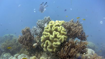 Des poissons et des coraux au large de l'Australie. (WILLIAM WEST / AFP)