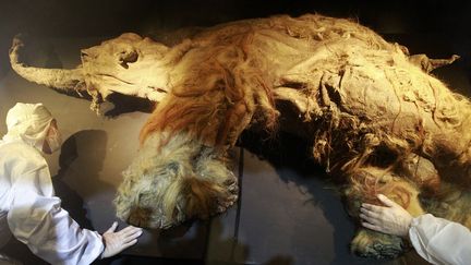 Des hommes &eacute;tudient les restes congel&eacute;s d'un mammouth laineux retrouv&eacute; en Sib&eacute;rie (Russie) lors d'une pr&eacute;sentation &agrave; la presse &agrave; Taipei (Ta&iuml;wan), le 16 novembre 2013. ( PICHI CHUANG / REUTERS)