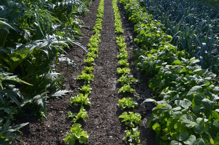 Salads go well with artichokes and dwarf or climbing beans.   (ISABELLE MORAND / RADIO FRANCE / FRANCE INFO)