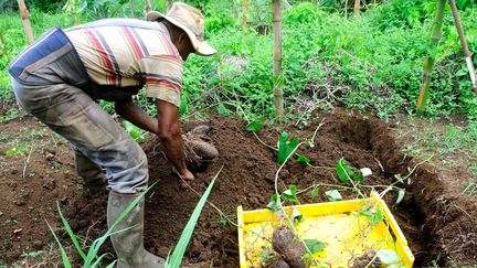 Pour davantage de produits locaux dans les supermarchés de l'île, les producteurs de Martinique devront proposer des légumes ou des fruits calibrés et en plus grande quantité. (EF / MAXPPP)