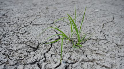 La sécheresse en Allemagne, près d'Osterode, le 23 juillet 2018. (FRANK MAY / PICTURE ALLIANCE / AFP)