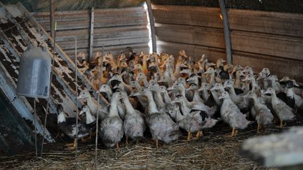 Un élevage de canards à Le Vignau (Landes), le 4 janvier 2017. (MAXPPP)