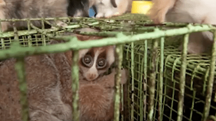 Leurs vidéos font le tour du web de manière virale et en attendrissent plus d’un. Pourtant, les loris sont loin de connaître un sort enviable.