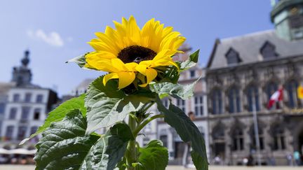 Les tournesols de Bouyagui
 (Chambre Claire)