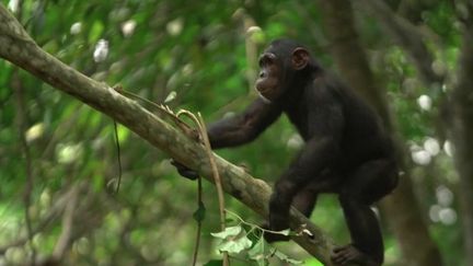 Chimpanzés : "le paradis des singes", au milieu de la forêt camerounaise