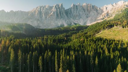 Forêt de pins devant les montagnes des Dolomites en Italie. D'après la revue "Science", sur 66 espèces de plantes forestières, sur près de 3000 parcelles étudiées depuis plusieurs décennies, 39% des espèces de plantes ont tendance à se déplacer vers l’ouest, 23% vers l’est, autant vers le sud, et seulement 15% vers le nord. (Illustration) (OLEH_SLOBODENIUK / E+ /  GETTY IMAGES)