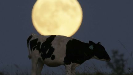 Une vache du Kansas (Etats-Unis) sous la Lune juste avant l'éclipse le 27 septembre.
 (Orlin Wagner/AP/SIPA)