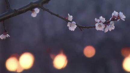 Agriculture : les arboriculteurs, face au gel, craignent pour leurs arbres fruitiers