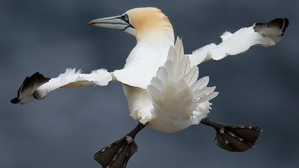 &nbsp; (Charlie Davidson / Comedy Wildlife Photography Awards)