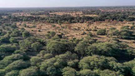 Avec ses 10 000 km² situés à 400 km de la capitale Khartoum, entre les prairies du Sahel et les forêts du parc national Alatash de l’Ethiopie voisine, Dinder est le plus grand parc national du Soudan.&nbsp; &nbsp; &nbsp; (ABDULMONAM EASSA / AFP)