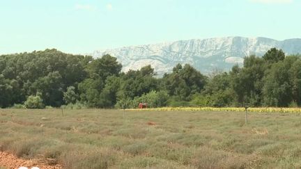 Provence : comment éviter les mauvaises herbes ?