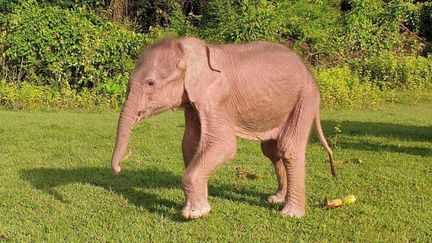 Photo d'un éléphant blanc rendue publique par le ministère de l'Information de la Birmanie, le 3 août 2022. (MYANMAR MILITARY INFORMATION TEAM / AFP)