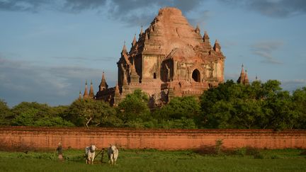 Un fermier travaille dans son champ près de l'ancienne pagode Sulamani, le 25 août 2016. (YE AUNG THU / AFP)