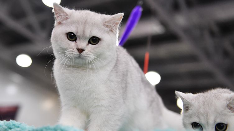 Royaume Uni Un Tueur En Serie De Chats Sevit Dans La Banlieue Sud De Londres