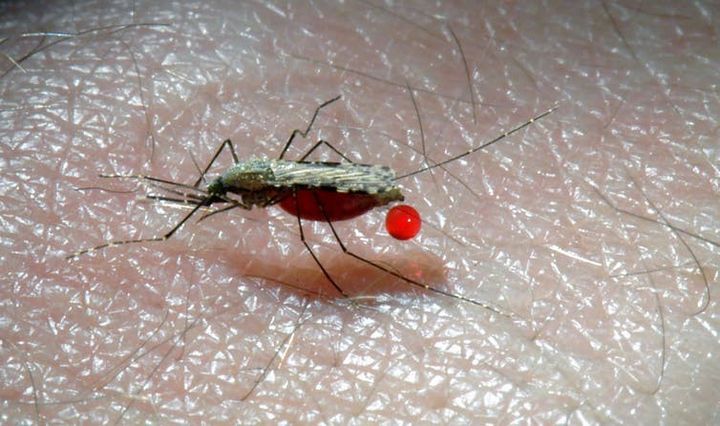 Moustique Anopheles gambiae femelle en plein repas de sang.  (IRD/Nil Rahola)