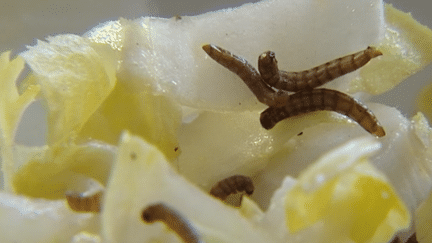 Manger des insectes : une nouvelle habitude alimentaire ?