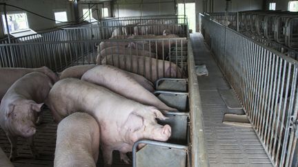 Des porcs dans un élevage en France.&nbsp; (HELENE VALENZUELA / AFP)